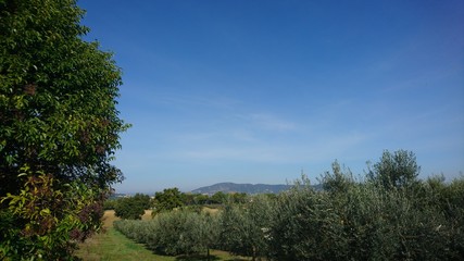 Obraz premium landscape with trees and blue sky