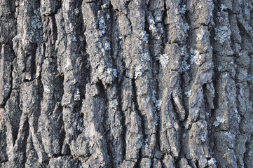 Drawing texture of oak bark. Harvesting textures for designers.