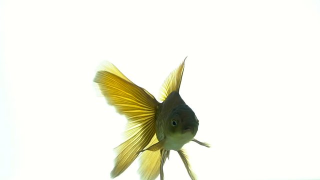 Goldfish swimming on white background