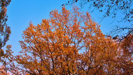 Bright red autumn oak leaves as a background. Motion blur