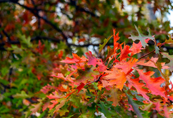 Bright red autumn oak leaves as a background. Motion blur