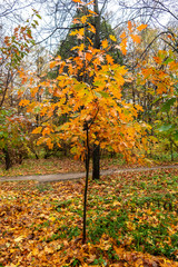 Autumn park landscape with footpath and yellow maple leaves on the land. Rain