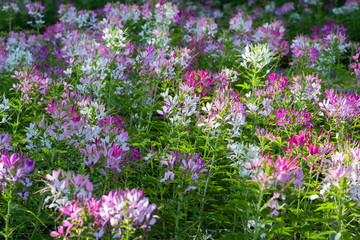 Naklejka premium spider- flower