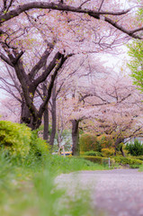 spring in the park with cherry blossoms
