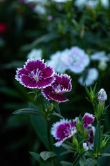 Dianthus  Flower