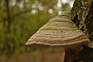 Fototapeta premium Fomes fomentarius (false tinder fungus) on a tree bark, mushroom in the forest