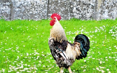 Rooster on farm