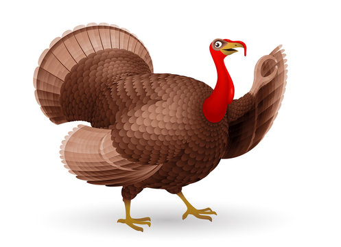 Cartoon smiling turkey bird isolated on white background