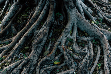 Tree root, old tree, nature, leaf, cubes, eat background image