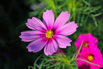 Obraz premium cosmos flower