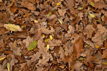Autumn brown dry oak leaves on the ground