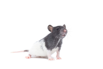 rat on white background