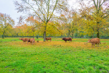 Cows in a green meadow in sunlight at fall