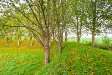 Trees in fall colors in a green grassy field in sunlight in autumn