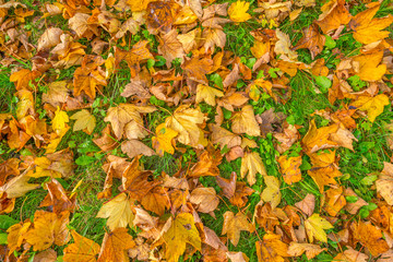 Leaves in fall colors in a green pasture in autumn
