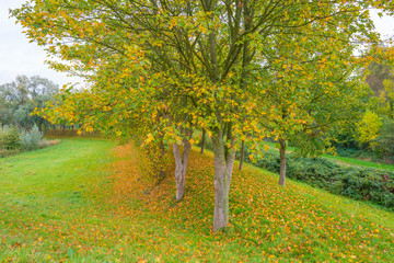 Trees in fall colors in a green grassy field in sunlight in autumn