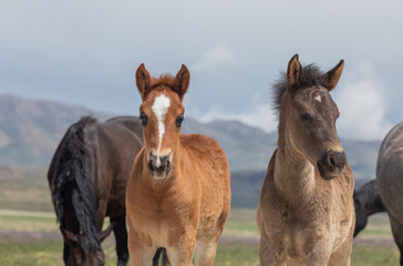 Fototapeta na wymiar Pair of Cute Wild Horse Foals in Utah
