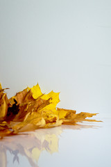 Dry orange and yellow maple leaves isolated on white background. Autumn, Halloween decoration background