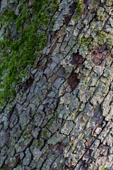Close up of tree bark texture with moss