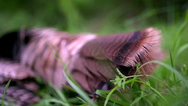 A wild turkey feathers. High speed.