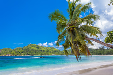 Fototapeta na wymiar palm tree on the beach, Seychelles Islands 