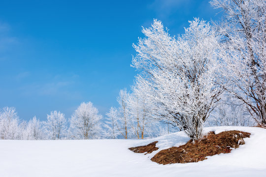 wonderful nature scenery on a sunny winter day. trees in hoarfrost around the snow covered meadow. bright blue sky. fantastic weather conditions