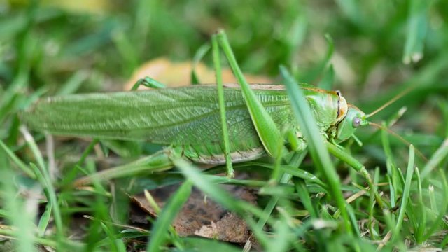 Big green locust female lays eggs