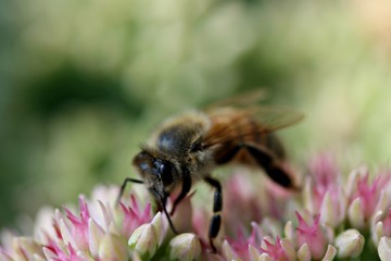 Bee on Sedum 