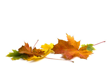 Autumn layout with maple leaves isolated on a white background. Ready to add text.