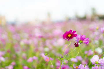 写真素材: コスモス