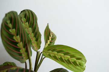 Maranta leuconeura var. erythroneura - Fascinator Tricolor (prayer plant). Exotic house plant on white background close-up