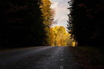 Obraz premium road to beautiful golden autumn