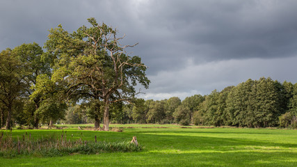 Lonely tree in a meadow with a clouded blue white sky