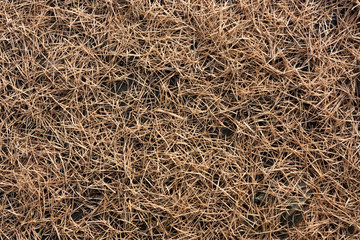 Autumn fallen needles of larch. Natural texture.