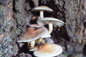Fototapeta premium Pilz