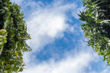 Clear sky through trees leafs on both side.