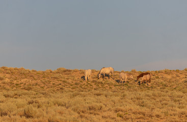 Herd of Wild Horses in Sand Wash Basin Colorado