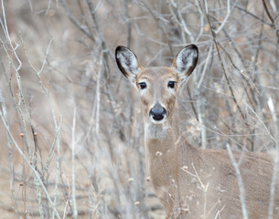 White tail deer close up