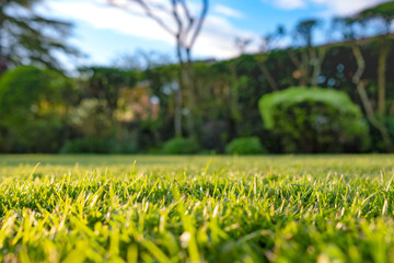 Ground level view of a recently cut and well maintained ornamental grass seen just after a summer...