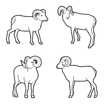 Bighorn Sheep Animal Vector Illustration Hand Drawn Cartoon Art