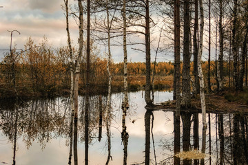 beautiful swamp and trees in Estonia