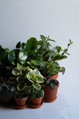 Many different peperomia cultivars, species in terracotta pots on white background. Exotic, house plants