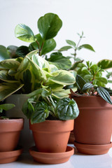 Many different peperomia cultivars, species in terracotta pots on white background. Exotic, house plants