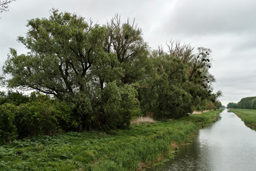 Waasen bei Andau im Nationalpark Neusiedler See, Burgenland, Österreich