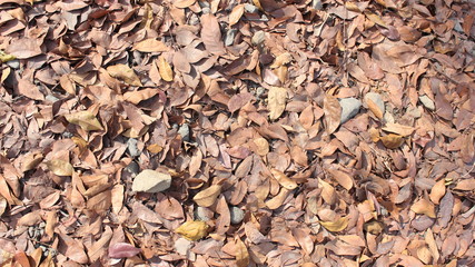 dry fallen leaves on the ground background texture
