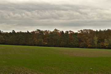 Plakat Green field by the forest wall with dramatic cloudy gray sky. Autumn in the Poznań, Poland