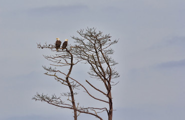 Eagle Couple High in Tree