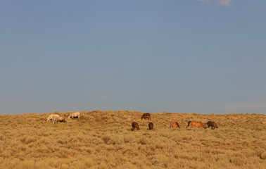 Herd of Wild Horses in Sand Wash Basin Colorado