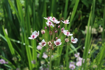 Fototapeta premium Blüte der Schwanenblume