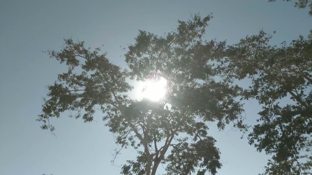 sun behind plongee tree 2